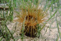 Zostera capricorni