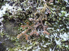 Selaginella helvetica