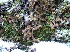 Selaginella helvetica