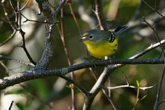 Setophaga magnolia image