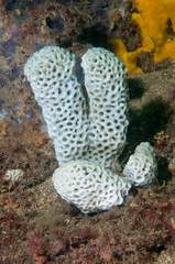 Holopsamma
