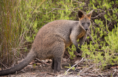 swamp wallaby