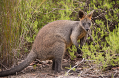 Swamp Wallaby photo 1