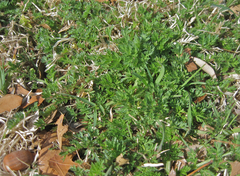 Torilis nodosa