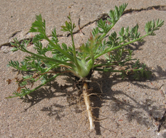 Torilis nodosa