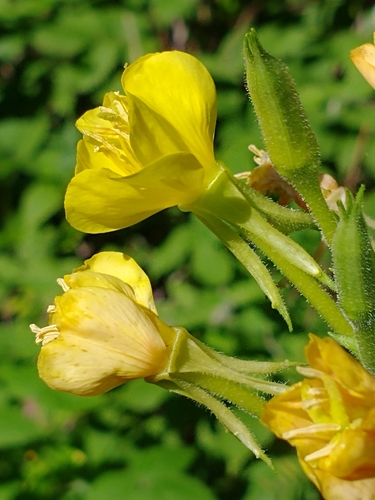 Oenothera parviflora iNat (2)