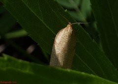 Aphelia alleniana