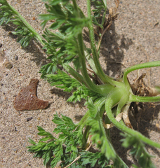Torilis nodosa