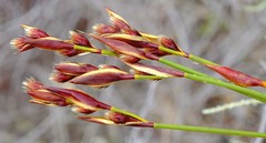 Hypodiscus alboaristatus