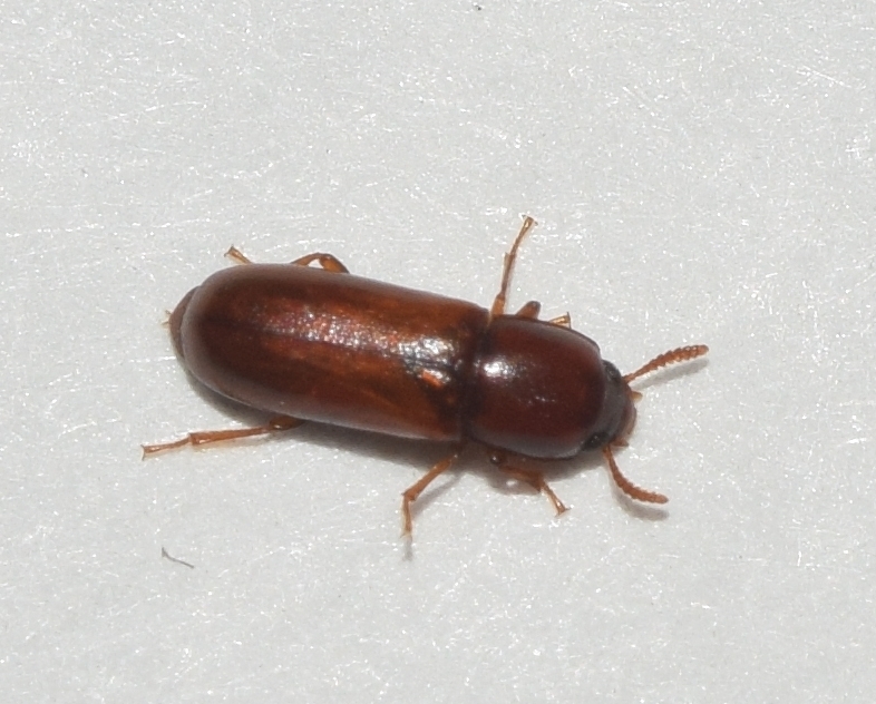 Corticeus pini