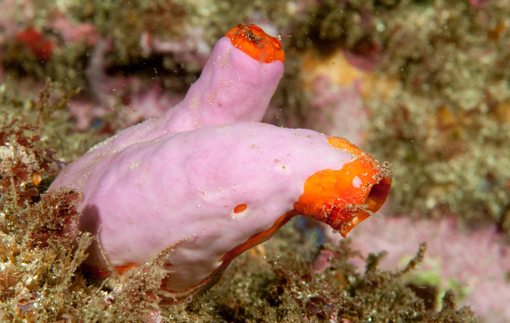 Cnemidocarpa pedata