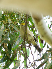 Ptilotula penicillata