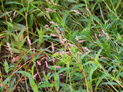 Persicaria decipiens