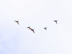 Trichoglossus moluccanus