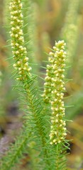 Myrovernix glandulosus