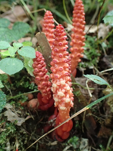 Balanophora laxiflora (Balanophora laxiflora)
