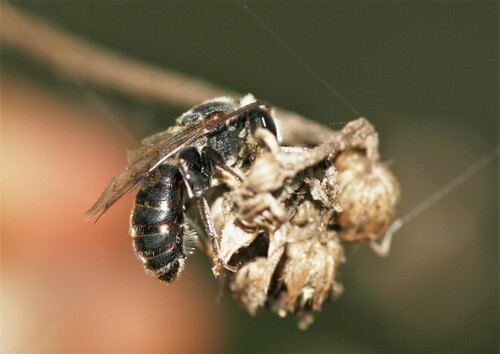 Lipotriches grisella
