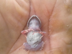 Arthroleptis stenodactylus