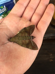Nephele comma