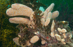 Botrylloides perspicuus