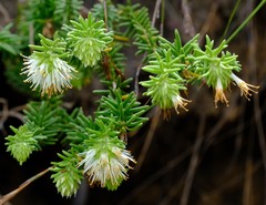 Campylostachys cernua