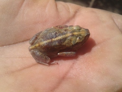 Arthroleptis stenodactylus