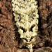 Heterocrossa eriphylla - Photo (c) Dougal Townsend, osa oikeuksista pidätetään (CC BY-NC), uploaded by Dougal Townsend