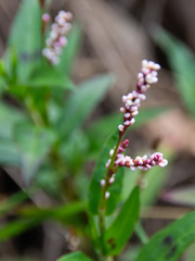Persicaria decipiens