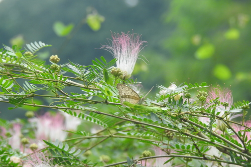 Calliandra surinamensis