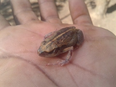 Arthroleptis stenodactylus