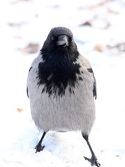 Corvus cornix