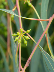 Eucalyptus camaldulensis