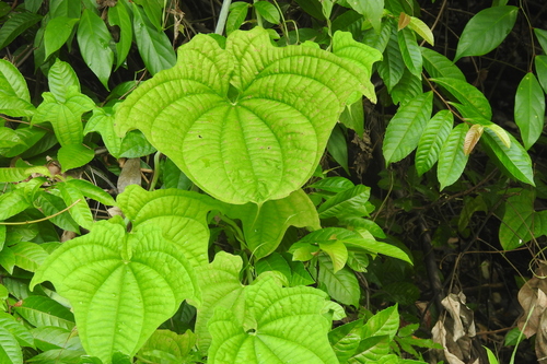 Image of Dioscorea sansibarensis by (c) Manoj Karingamadathil, some rights reserved (CC BY-SA)
