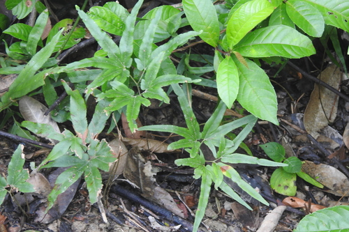 Maidenhair creeper (Lygodium flexuosum)