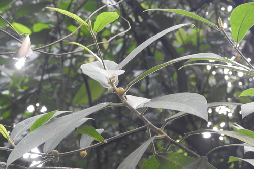 Image of Ficus aurata by (c) Manoj Karingamadathil, some rights reserved (CC BY-SA)