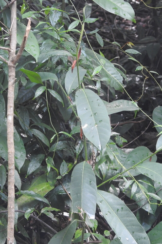 Artocarpus integer, photograph 4