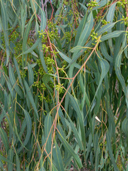 Eucalyptus camaldulensis