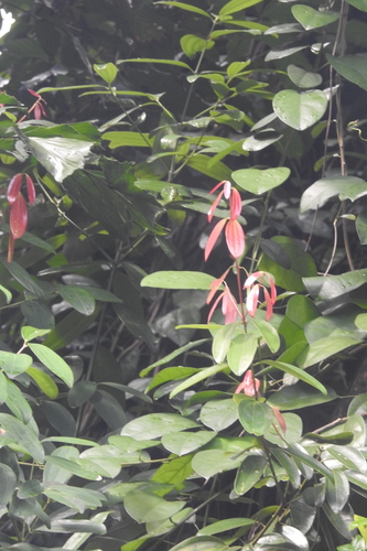 Image of Wild Cinnamon (Cinnamomum iners) by (c) Manoj Karingamadathil, some rights reserved (CC BY-SA)
