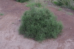 Maireana microphylla