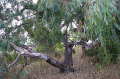 Eucalyptus camaldulensis