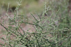 Maireana microphylla