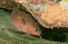 Lotella rhacina