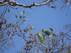 Forpus cyanopygius insularis