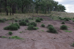 Maireana microphylla