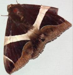 Bastilla crameri