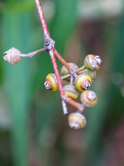 Eucalyptus camaldulensis