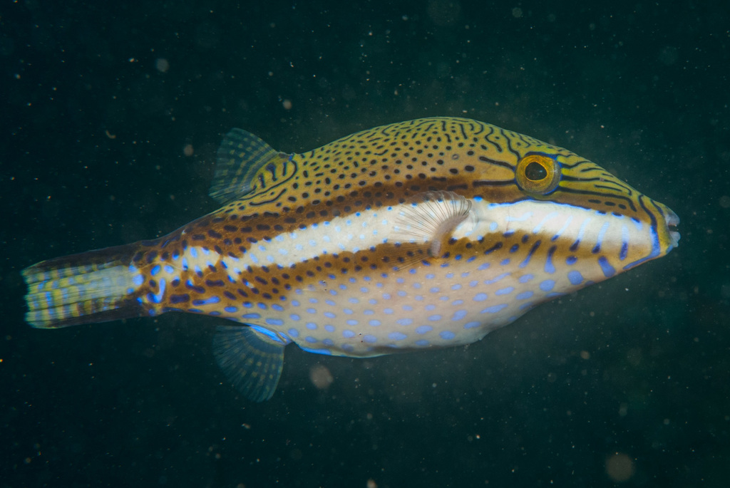 Clown toado (Canthigaster callisterna) — Tetraodontidae