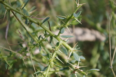 Sclerolaena muricata