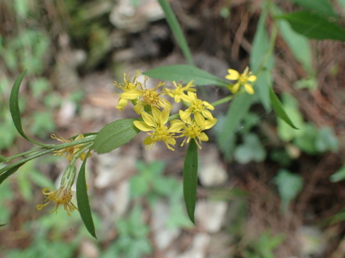Solidago decurrens (Solidago decurrens)