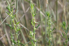 Sclerolaena muricata
